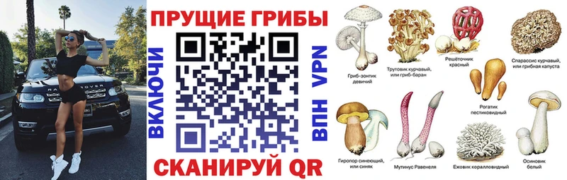 Псилоцибиновые грибы прущие грибы  где продают наркотики  ссылка на мегу ТОР  Михайловка 